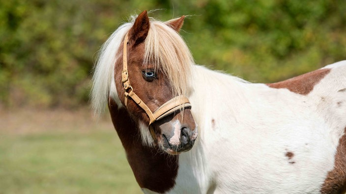 Ein geschecktes Pferd mit blonder Mähne schaut seitlich