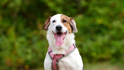 Hund mit weißem Fell und braunen Flecken hechelnd in Nahaufnahme 