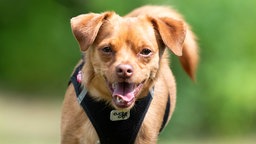 Kleiner Hund mit rotbraunem Fell hechelnd in Nahaufnahme 