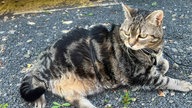 Getigerte übergewichtige Katze schaut seitlich 