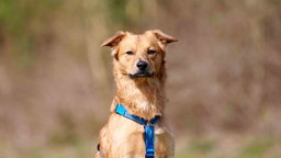 Hund mit rot-goldenem Fell in Nahaufnahme 