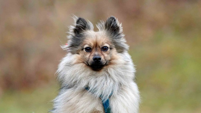 Hund mit tricolor-farbenem, langem Fell in Nahaufnahme 