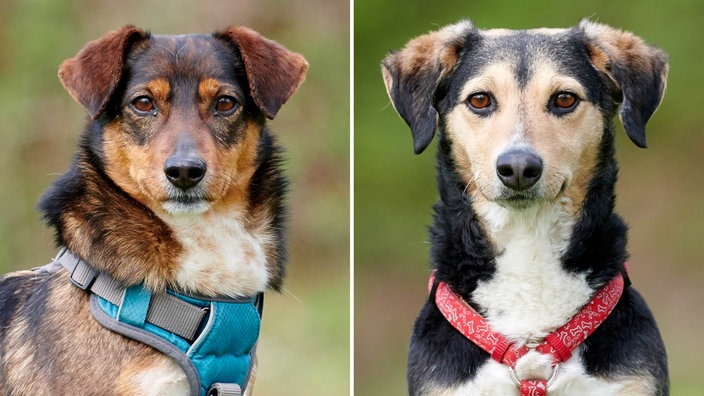 Bildcollage aus den Fotos von zwei ähnlich aussehenden Hunden: links Hund mit dreifarbigem dunkelbraunem Fell und rechts Hund mit dreifarbigem hellbraunen Fell in Nahaufnahme