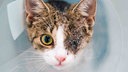 Einäugige Katze mit getigertem Fell und weißen Flecken in Nahaufnahme 