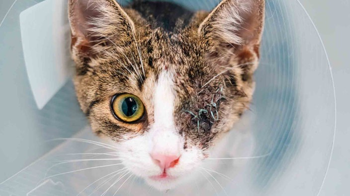 Einäugige Katze mit getigertem Fell und weißen Flecken in Nahaufnahme 
