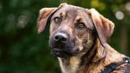 Braun-schwarzer Hund mit braunen Augen in Nahaufnahme 