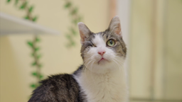 Einäugige Katze mit weißem und getigertem Fell 