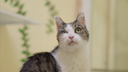 Einäugige Katze mit weißem und getigertem Fell 