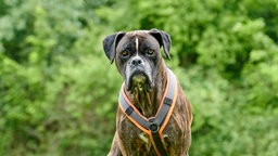 Hund mit braungestromtem Fell und weißen Abzeichen