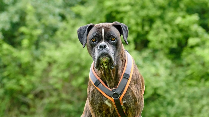 Hund mit braungestromtem Fell und weißen Abzeichen