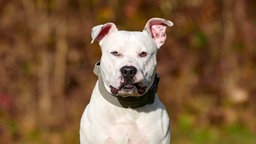 Hund mit weißem Fell und braunen Abzeichen in Nahaufnahme 