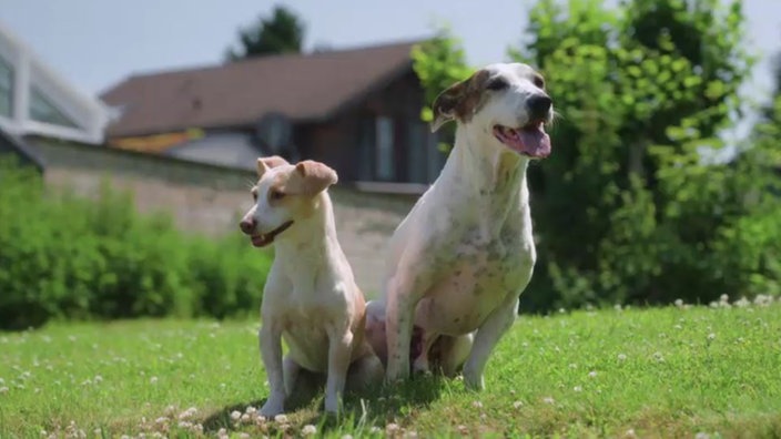 Zwei Hunde mit hellem Fell sitzen nebeneinander auf einer Wiese 