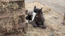 Schwarzes Fohlen mit weißer Blesse liegt auf Stroh in einem Hof