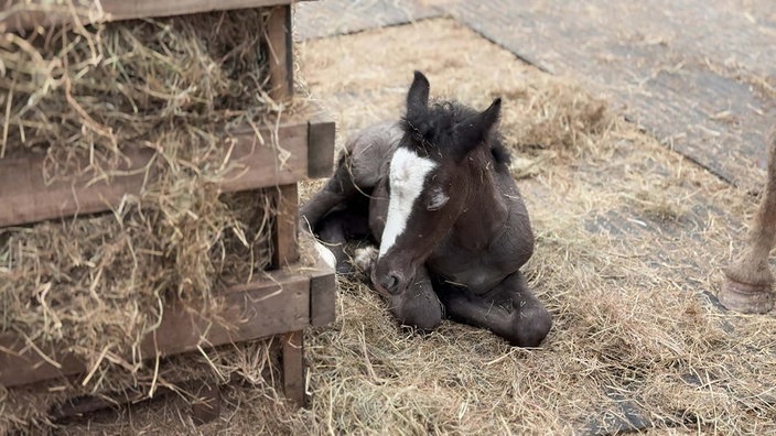 Schwarzes Fohlen mit weißer Blesse liegt auf Stroh in einem Hof