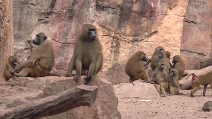 Einige Paviane sitzen auf einem Felsen 