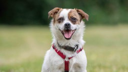 Hund mit weißem Fell und braunen Flecken schaut hechelnd in die Kamera 