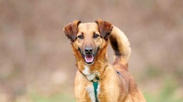 Hund mit braunem Fell schaut hechelnd in die Kamera  