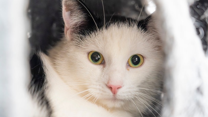 Kater mit schwarz-weißem Fell in Nahaufnahme 