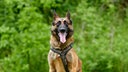 Hund mit braun-schwarzem Fell hechelnd in Nahaufnahme 