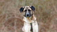 Hund mit braun-weißem Fell in Nahaufnahme  