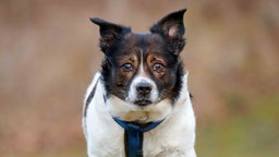 Hund mit weiß-braunem Fell in Nahaufnahme 