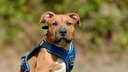 Hund mit braunem Fell und blauem Geschirr in Nahaufnahme 