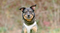 Hund mit schwarz-braunem Fell in Nahaufnahme 