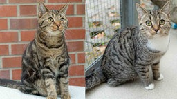 Eine Collage aus zwei getigerten Katzen 
