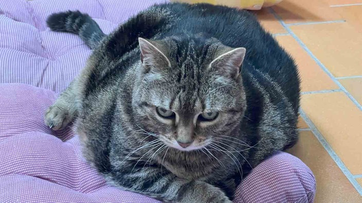 Eine übergewichtige getigerte Katze liegt auf einem lilafarbenen Kissen 