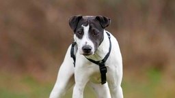 Hund mit weißem Fell und schwarzer Maske in Nahaufnahme 