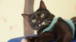 Kater mit schwarz-weißem Fell und blauem Geschirr in Nahaufnahme 
