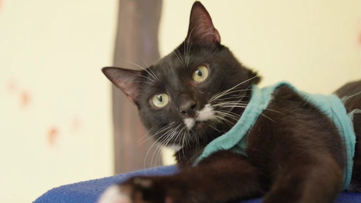 Kater mit schwarz-weißem Fell und blauem Geschirr in Nahaufnahme 