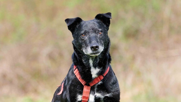 Hund mit schwarzem Fell und weißen Flecken in Nahaufnahme 