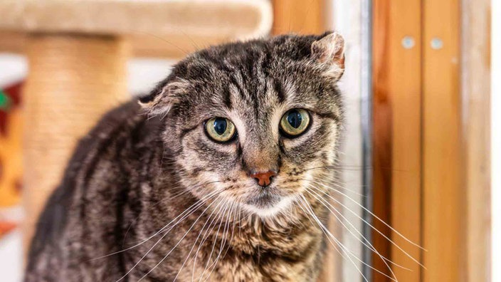 Kater mit getigertem Fell und geknickten Ohren in Nahaufnahme 
