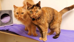 Zwei fusse Katzen stehen auf einem Kletterregal und schauen in die Kamera