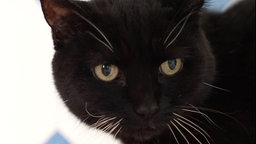 Katze mit schwarzem Fell in Nahaufnahme 