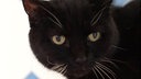 Katze mit schwarzem Fell in Nahaufnahme 