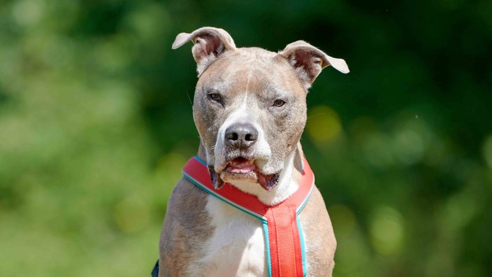Hund mit grau gestromtem Fell und rotem Geschirr in Nahaufnahme 