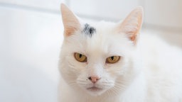 Katze mit weißem Fell in Nahaufnahme 