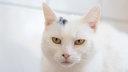 Katze mit weißem Fell in Nahaufnahme 