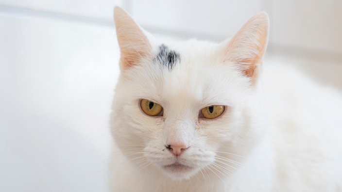 Katze mit weißem Fell in Nahaufnahme 