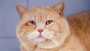 Beigefarben-roter Kater mit kräftigem Körperbau in Nahaufnahme