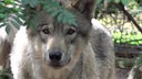 Ein grau-beigefarbener Wolf schaut in die Kamera 