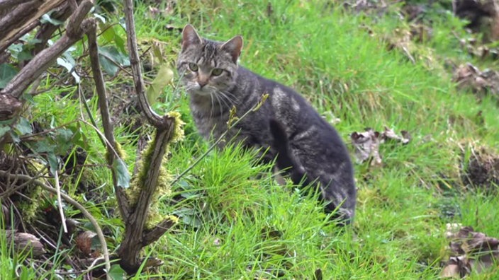 Eine getigerte Katze auf einer Wiese 