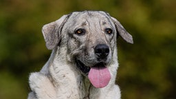 Hund mit grau-beigefarbenem Fell hechelnd in Nahaufnahme 