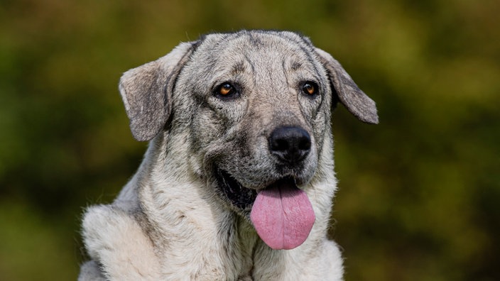 Hund mit grau-beigefarbenem Fell hechelnd in Nahaufnahme 