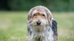Ein langhaariger, dreifarbiger Hund auf einer Wiese 