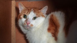 Katze mit rot-weißem Fell in Nahaufnahme 