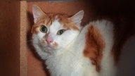 Katze mit rot-weißem Fell in Nahaufnahme 