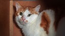 Katze mit rot-weißem Fell in Nahaufnahme 